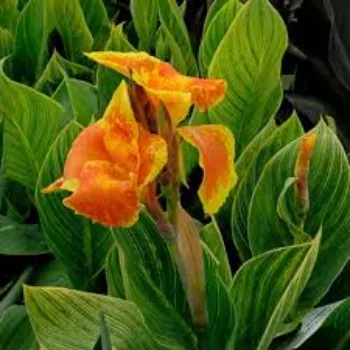 Traditional Lilium Plant